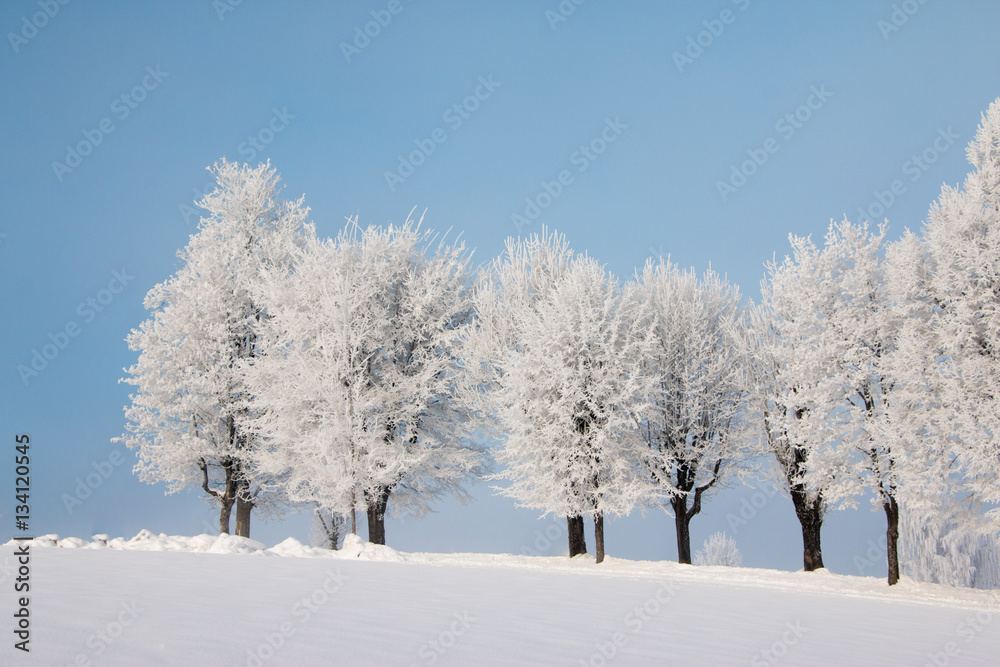 Bäume mit Eiskristallen und blauer Himmel Bäume mit Eiskristallen und blauer Himmel