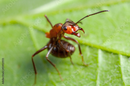 Ant super close up