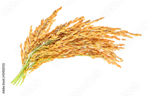 ear of paddy, ears of Thai jasmine rice isolated on white backgr
