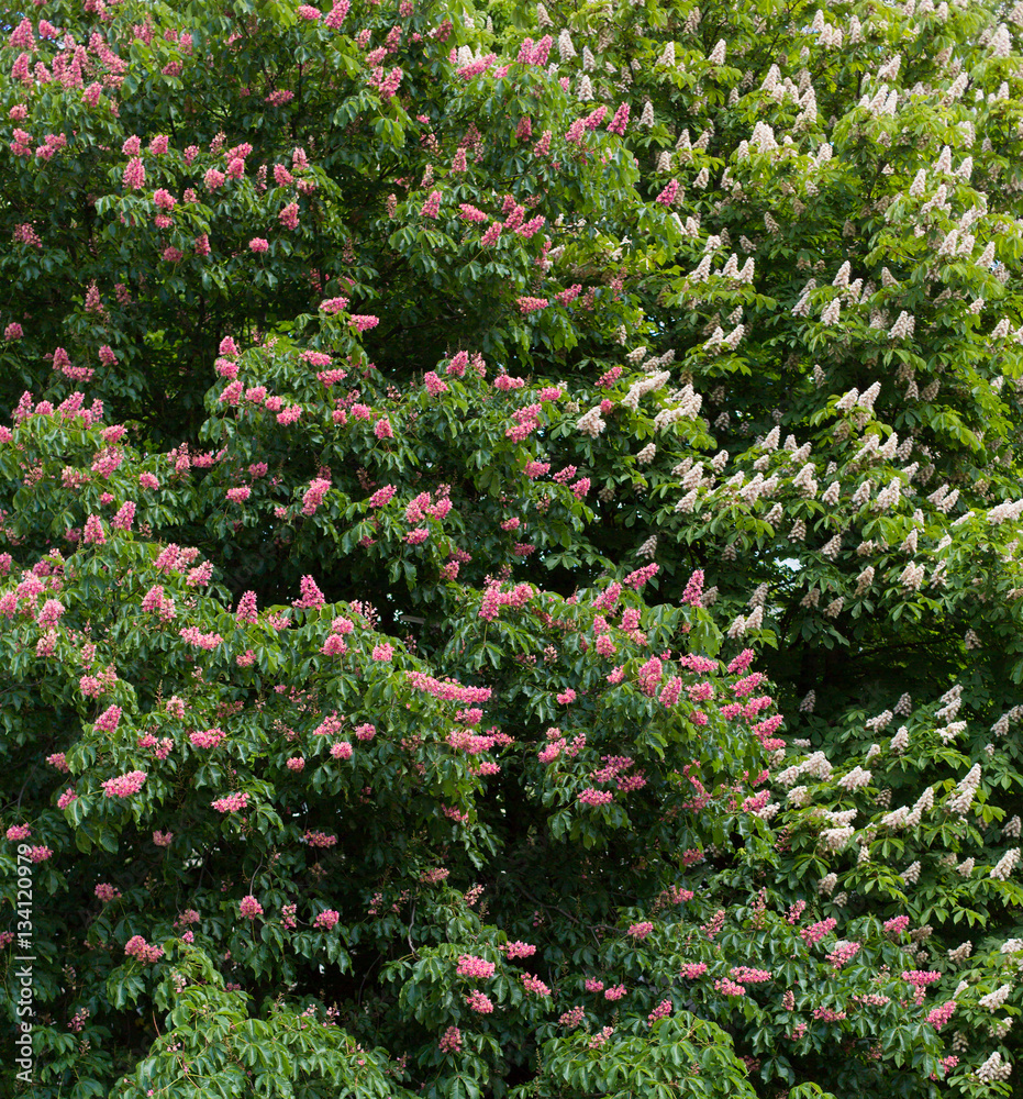 Red and white chestnut tree in blossom background Red and white chestnut tree in blossom background