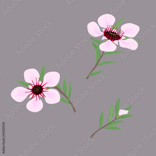 Set of flowers