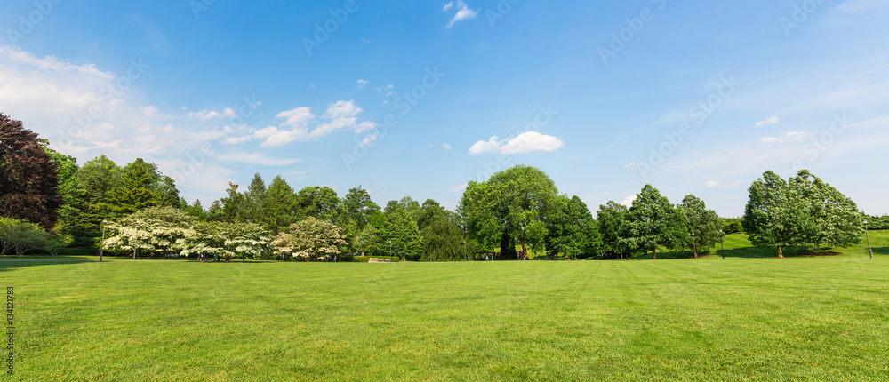 Fototapeta premium Fresh meadow landscape.