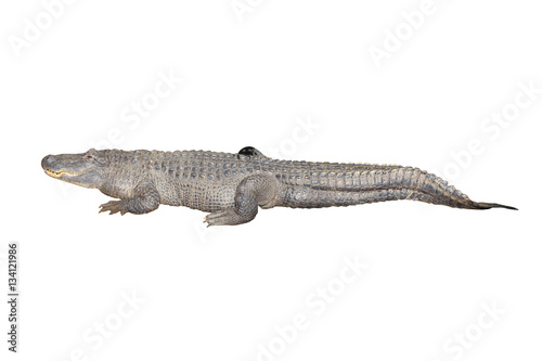Crocodile isolated on white background © leonidp