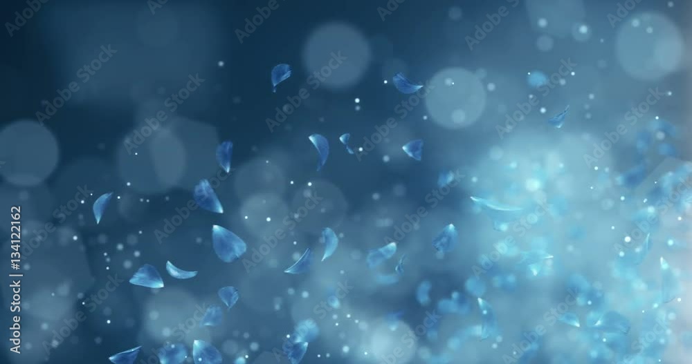 Flying Romantic Dark Blue Rose Orchid Flower Petals Falling Placeholder For St. Valentine's Day, Mother's Day, wedding anniversary greeting cards, wedding invitation or birthday e-card Loop 4k