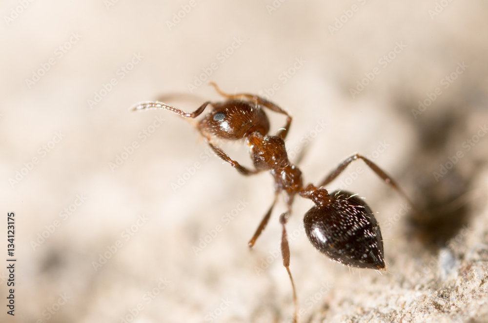 ant on the ground. macro ant on the ground. macro