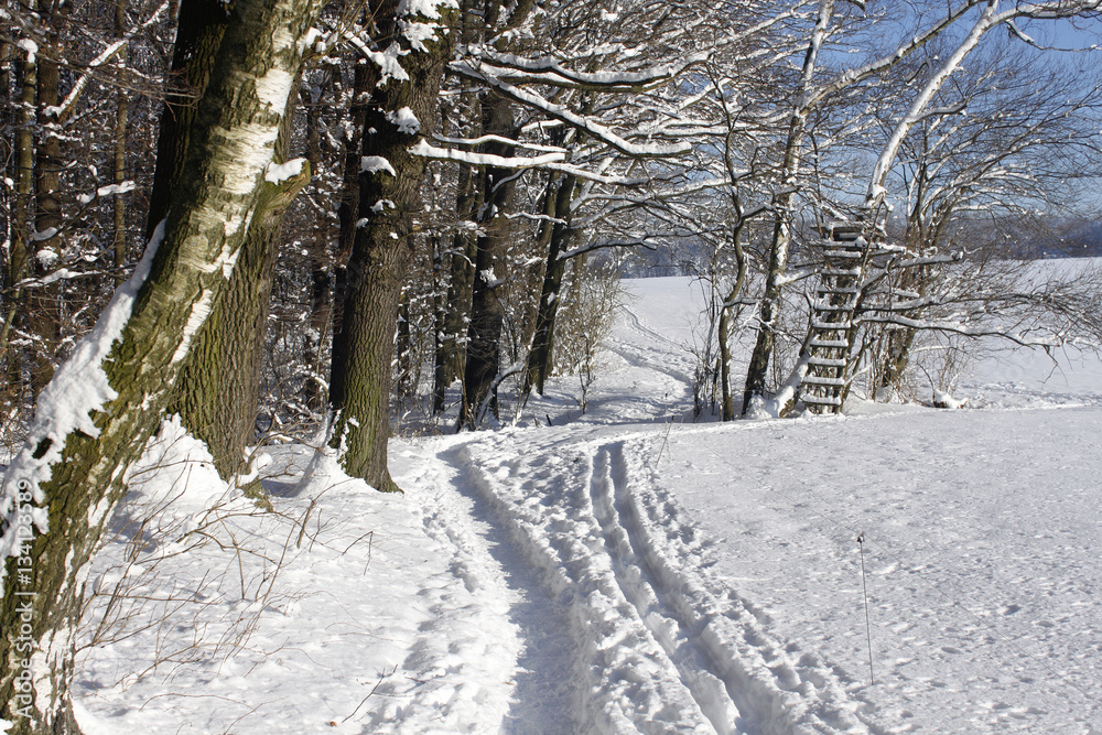 winter snow landscape nature