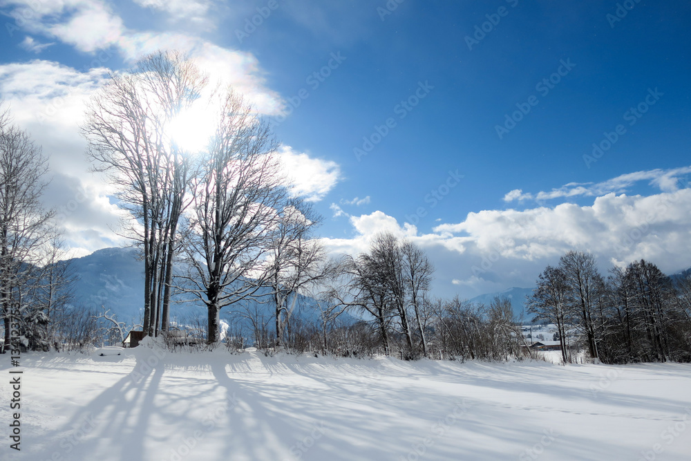 Obraz premium Winterlandschaft mit Bäumen, Wiese und blauem Himmel