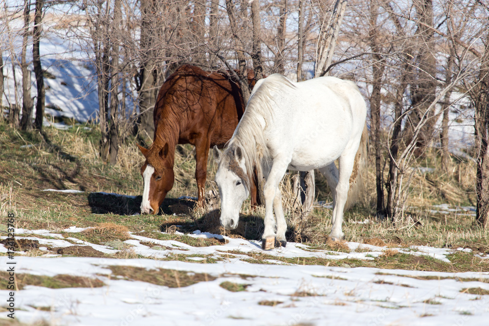 a horse in a pasture in winter