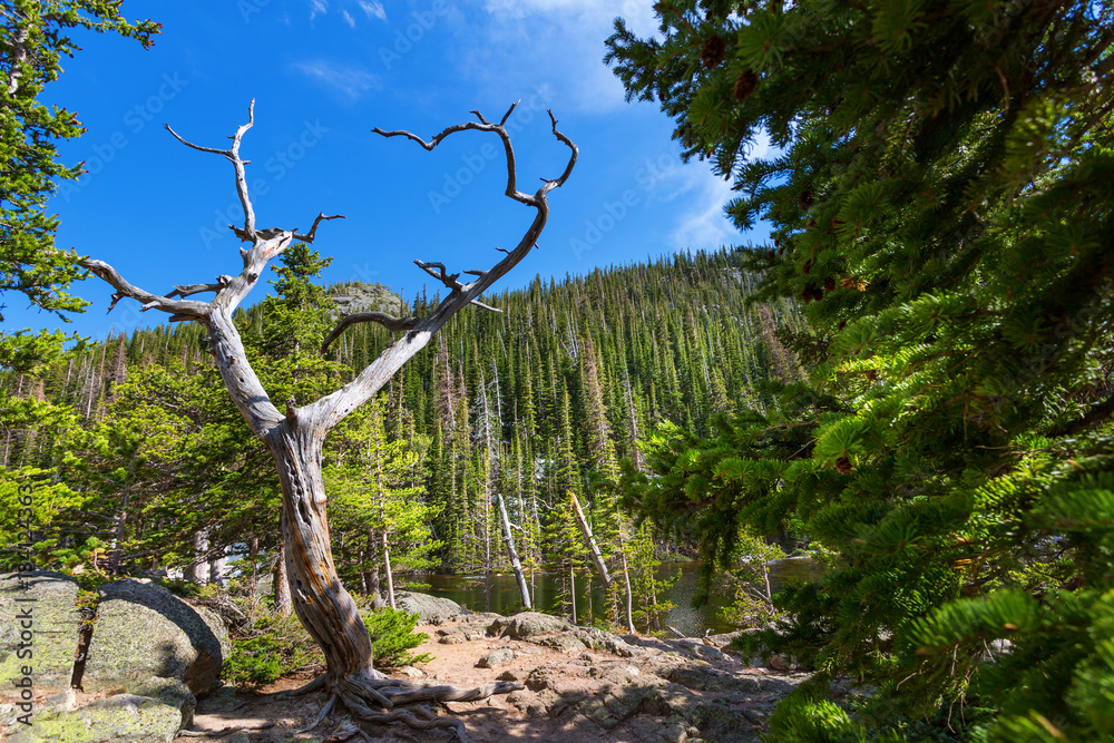Dry tree against mountain with evergreen woods Dry tree against mountain with evergreen woods