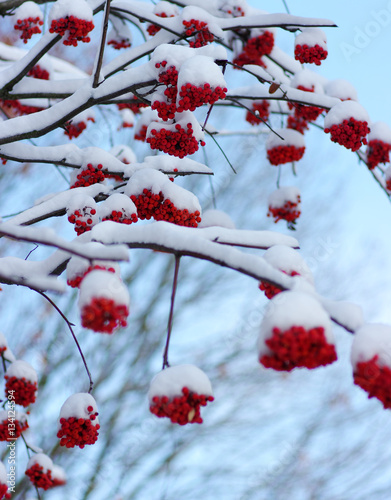  rowan covered with the snow