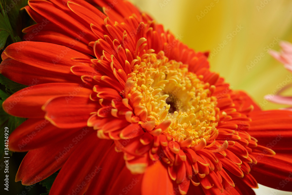 Macro of orange flower Macro of orange flower