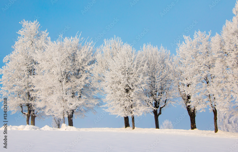 Bäume mit Eiskristallen und blauer Himmel Bäume mit Eiskristallen und blauer Himmel