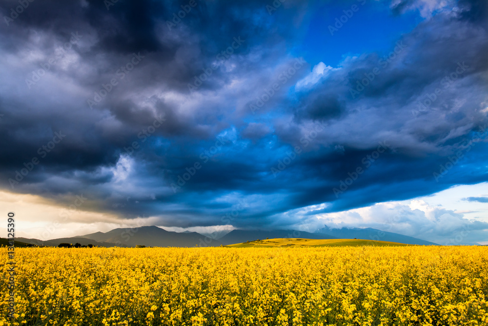 Rapeseed fields with dramatic stormy clouds