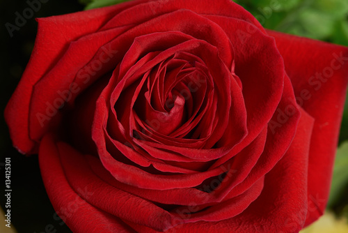 Fototapeta Naklejka Na Ścianę i Meble -  One macro of red flower