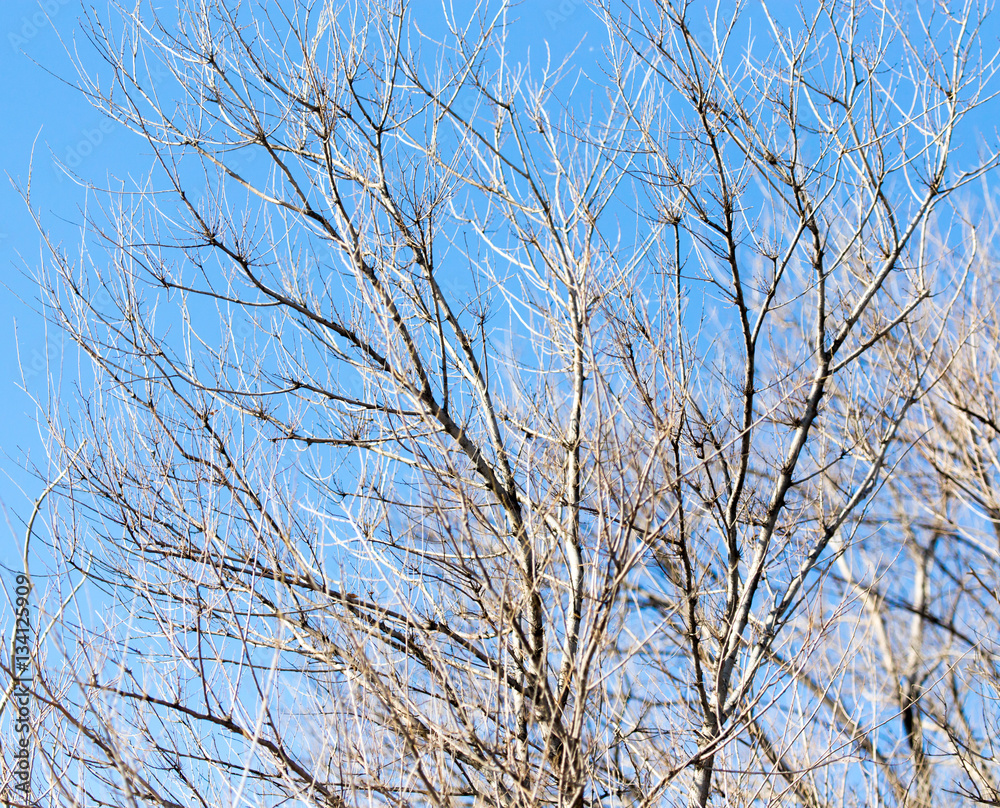 leafless tree branches against the blue sky leafless tree branches against the blue sky