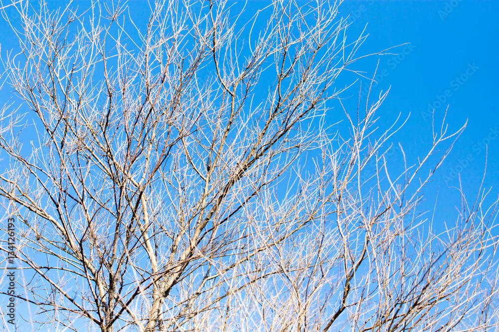 leafless tree branches against the blue sky leafless tree branches against the blue sky