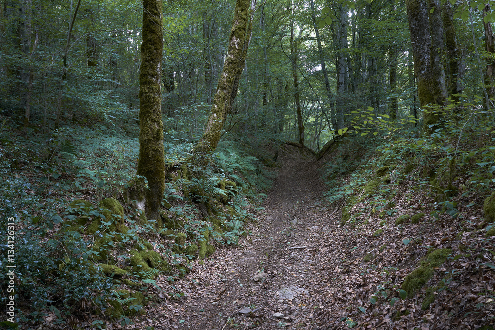 Obraz premium Forest_1