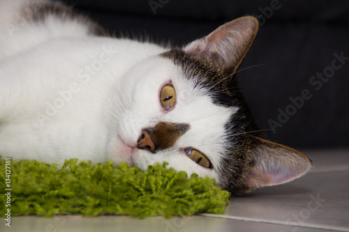 Katze weiß getiegert liegt auf grünem Teppich und entspannt