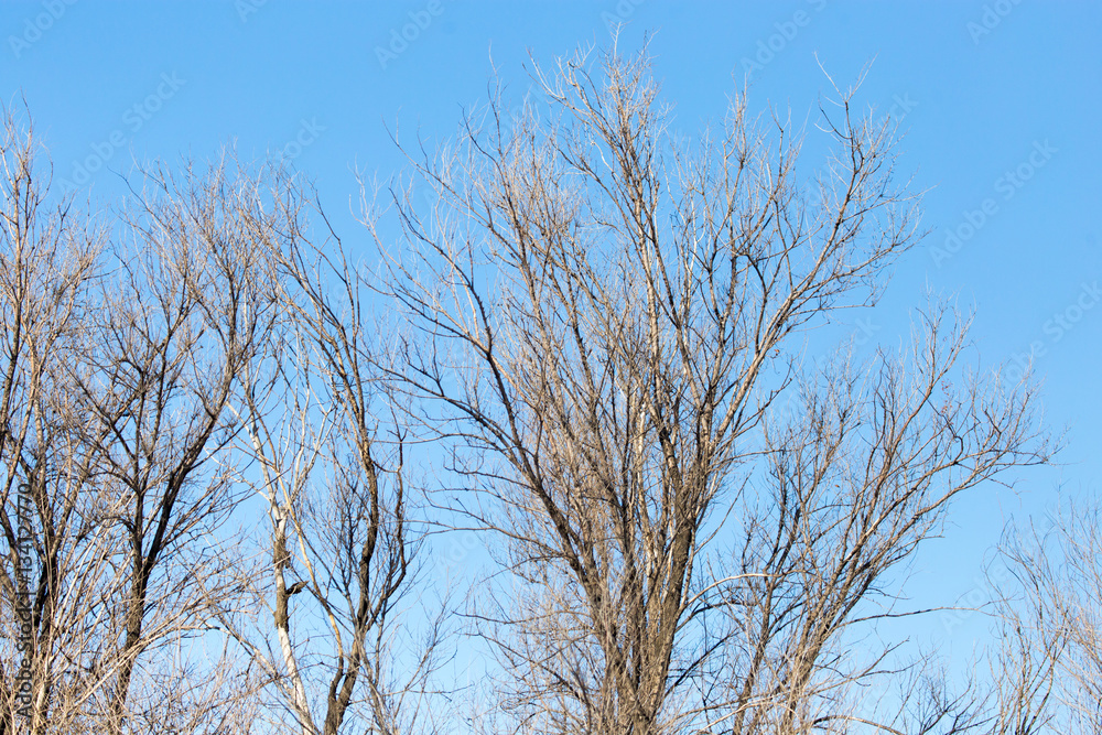 leafless tree branches against the blue sky leafless tree branches against the blue sky