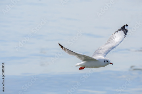 White seagull flying.