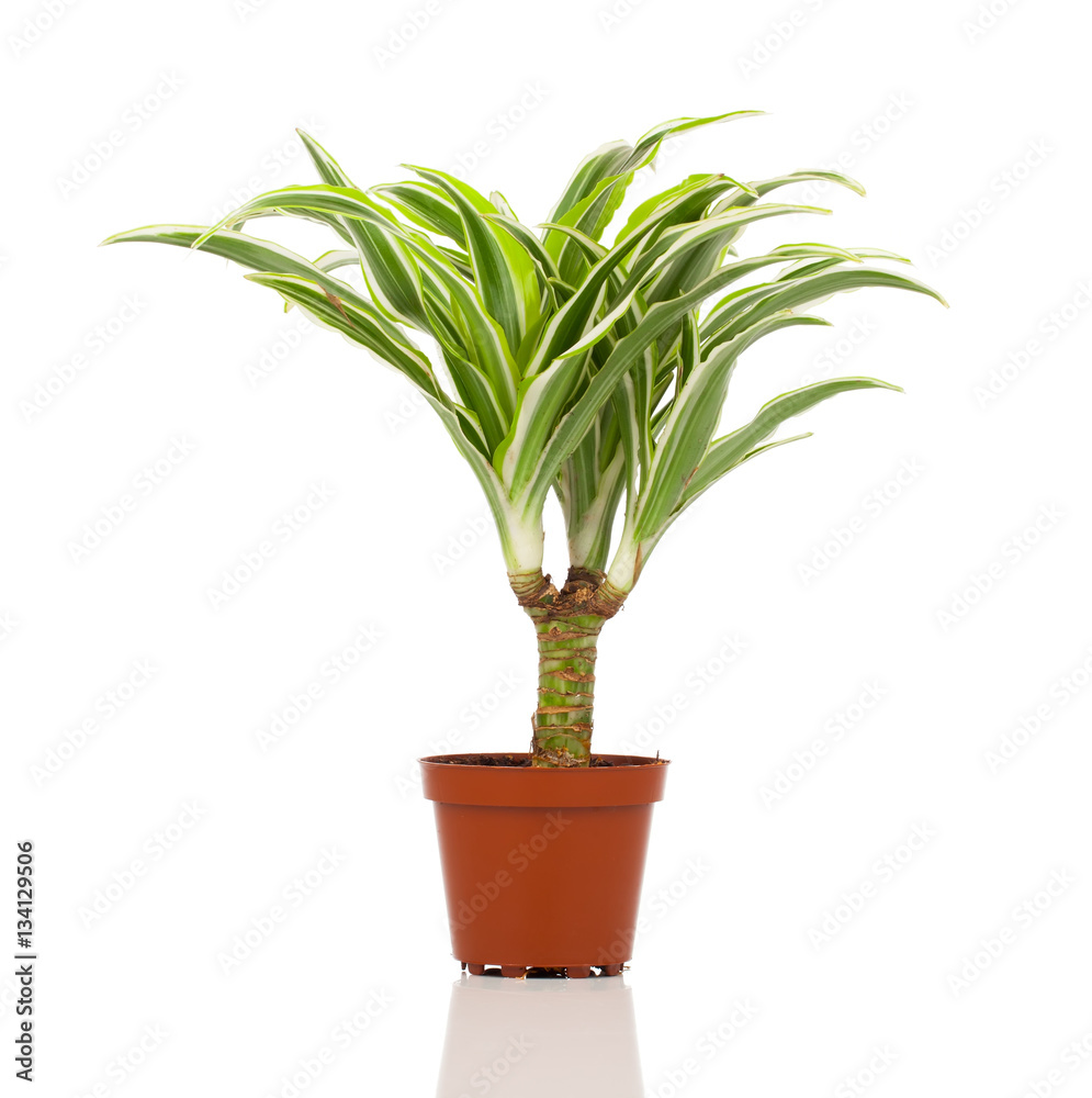 Dracaena in a pot on a white background Dracaena in a pot on a white background