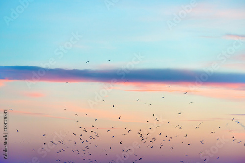 Canvas Print Flock of birds