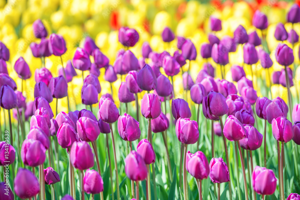 Fototapeta premium Field of tulips