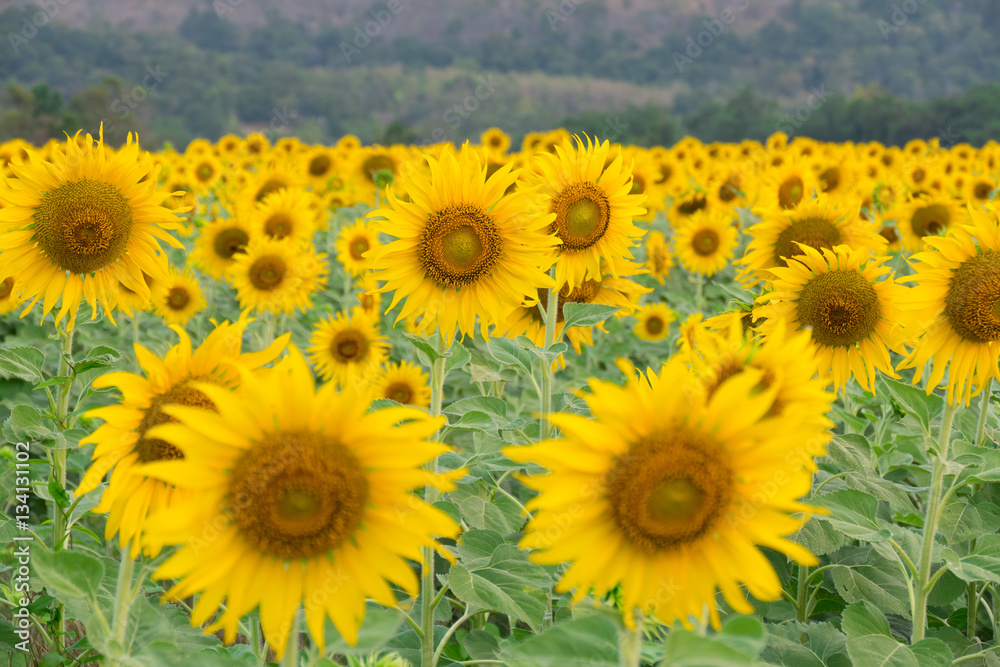 Sunflower Sunflower