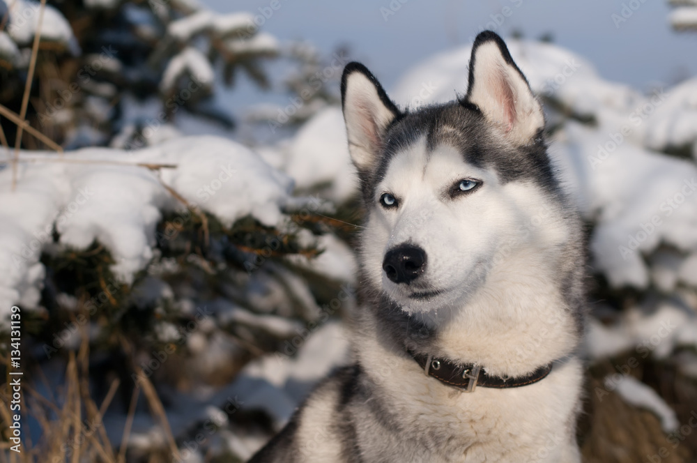 Siberian husky winter portrait