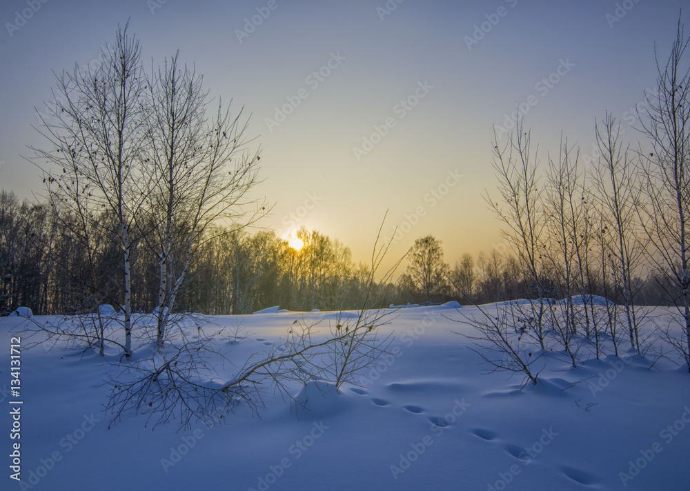 blue winter sunset on snow field with forest and footsteps