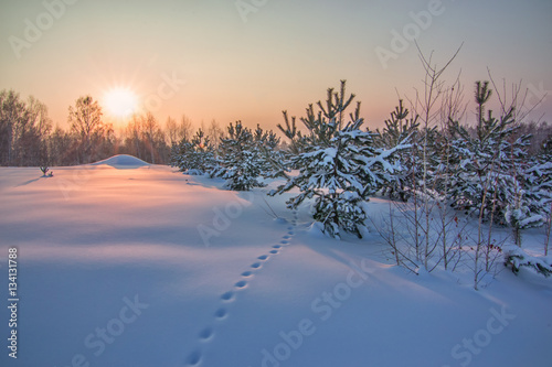 background with yang fir trees on snow ground and winter sun
