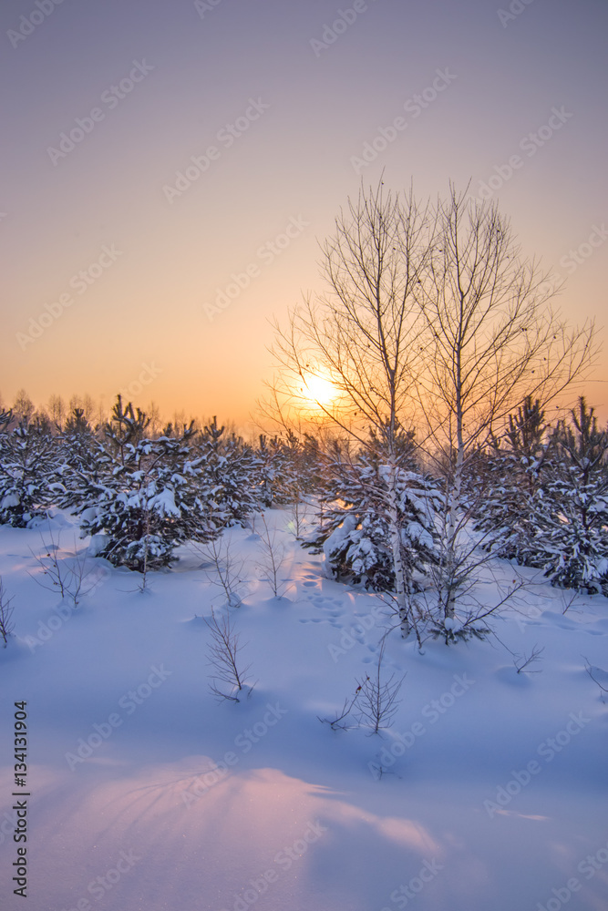 vertical background with winter forest landscape with sundown