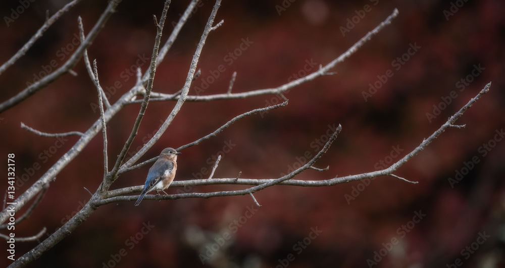 Bluebirds Bluebirds