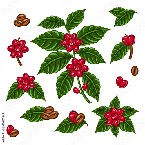 Coffea arabica