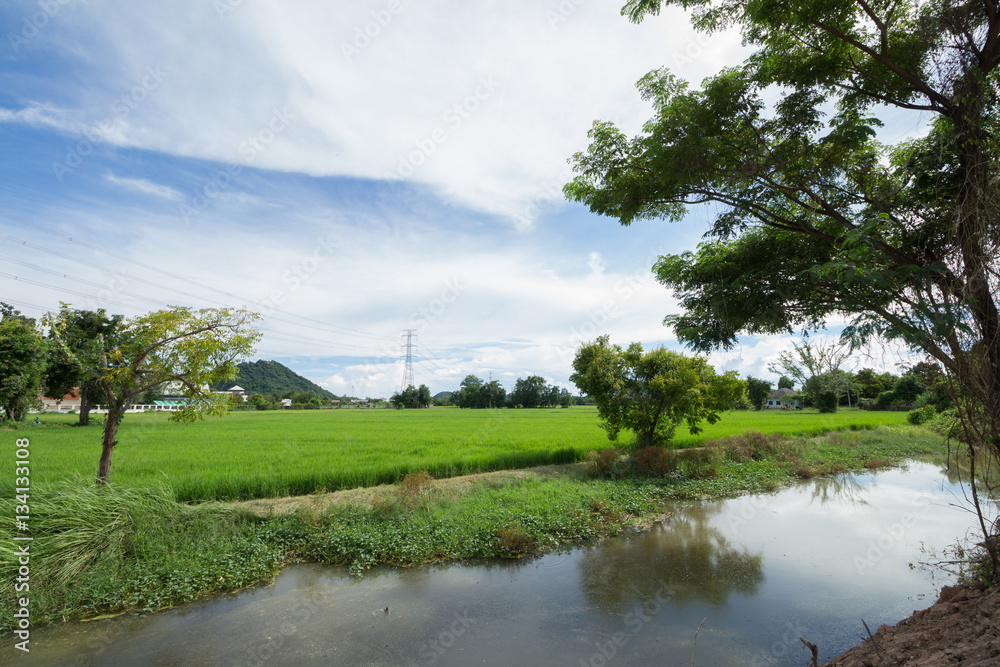 Fototapeta premium Image of green rice field with blue sky