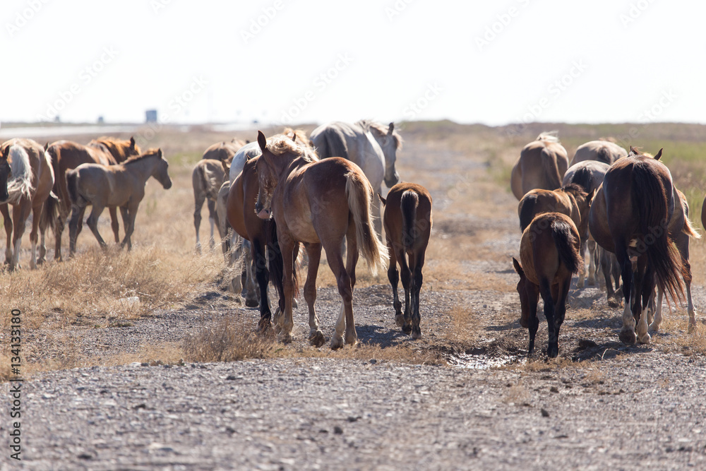 a horse in a pasture in the desert a horse in a pasture in the desert