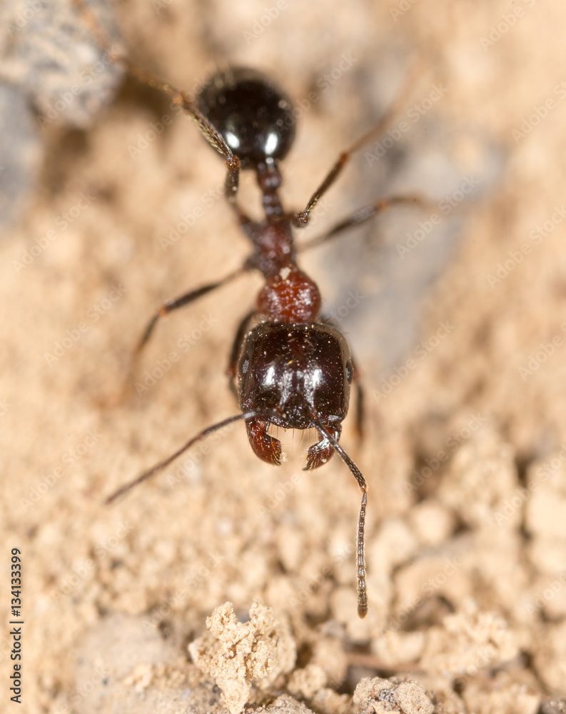 Fototapeta premium ant in nature. macro