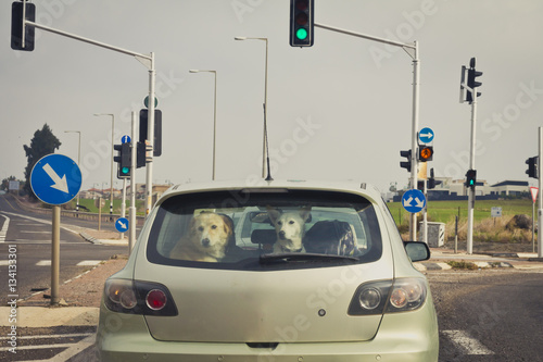 Photography Two dogs behind the rear car window