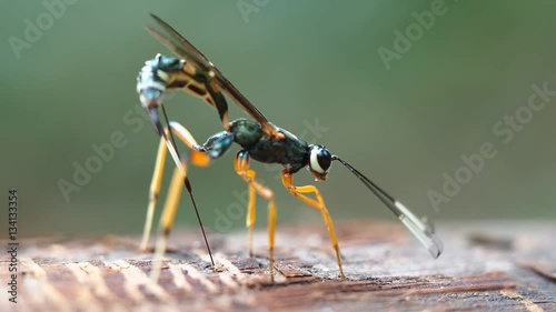 macro shot on parasitic wasp insect in laying eggs activity photo