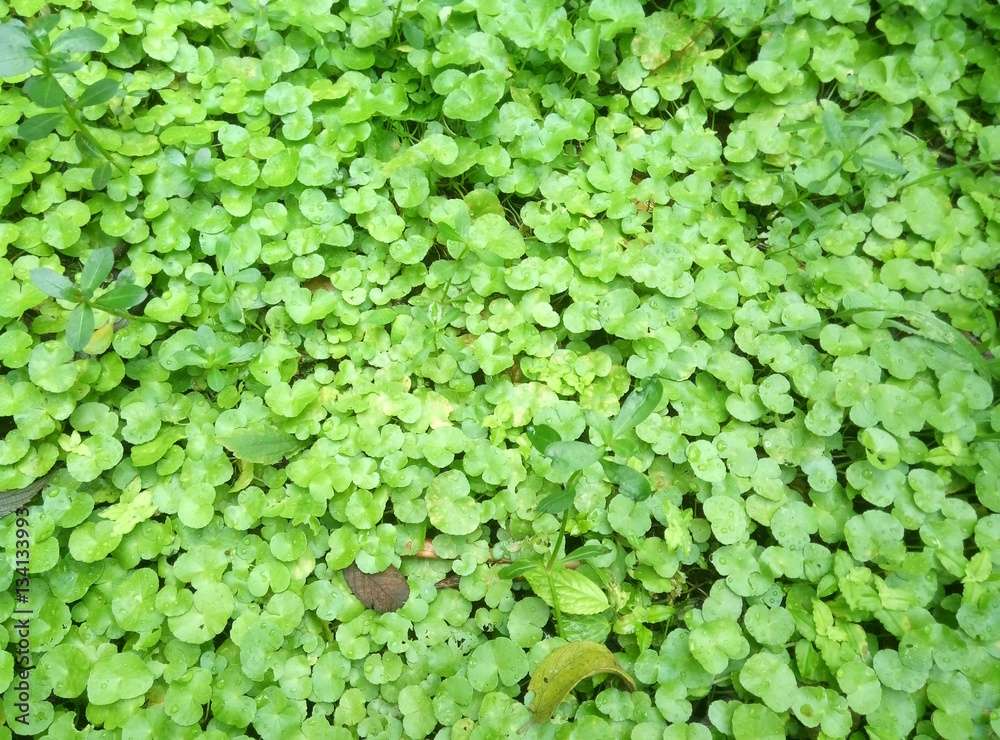 Clover Clover