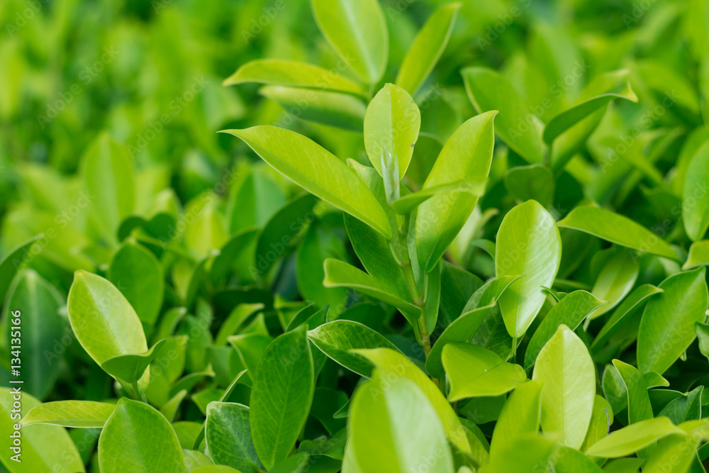 Fototapeta premium background of leaves green bush