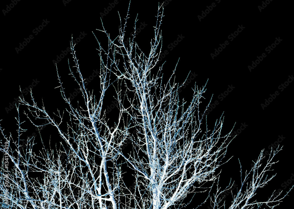 bare branches of a tree on a black background bare branches of a tree on a black background