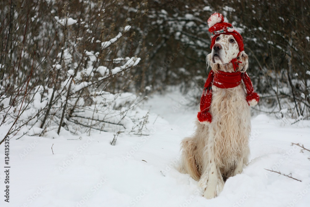 English setter sitting on white snow in winter forest, cute white furry dog of hunting breed wearing red hat and scarf, fashion and style English setter sitting on white snow in winter forest, cute white furry dog of hunting breed wearing red hat and scarf, fashion and style