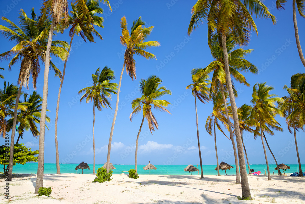 Perfect sand beach with palm trees, Zanzibar, Tanzania - obrazy, fototapety, plakaty 