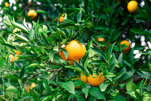 Orange garden - Trees with ripe fruits