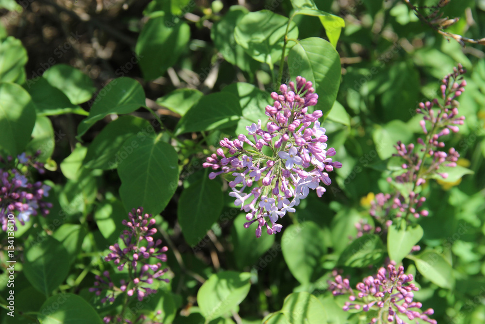 sprig of magenta lilac grows surrounded by leaves sprig of magenta lilac grows surrounded by leaves