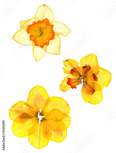 dry narcissus isolated on white background