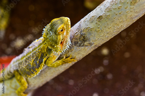 agama desert  background  closeup  bearded