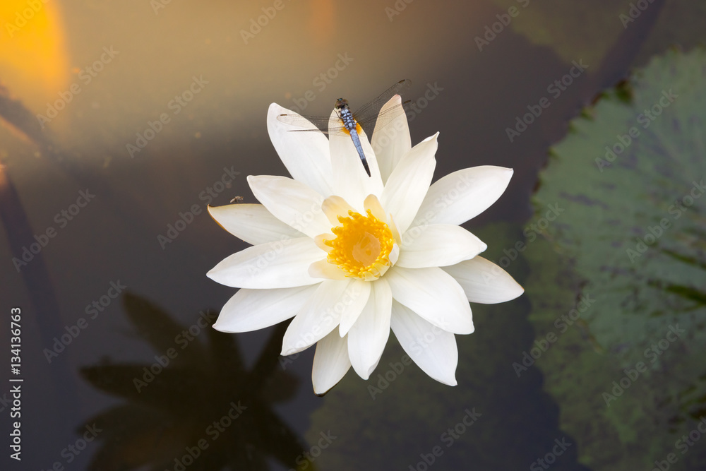 white lily on the water with a shadow white lily on the water with a shadow