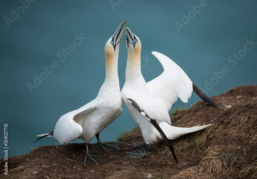 Gannets pairing up